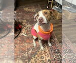 Small #6 American Pit Bull Terrier Mix