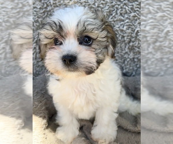 Medium Photo #4 Zuchon Puppy For Sale in RENO, NV, USA