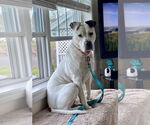 Small #38 Dogo Argentino-Labrador Retriever Mix