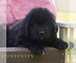 Small #1 Newfoundland
