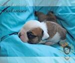 Small Photo #14 Olde English Bulldogge Puppy For Sale in WRIGHT CITY, MO, USA