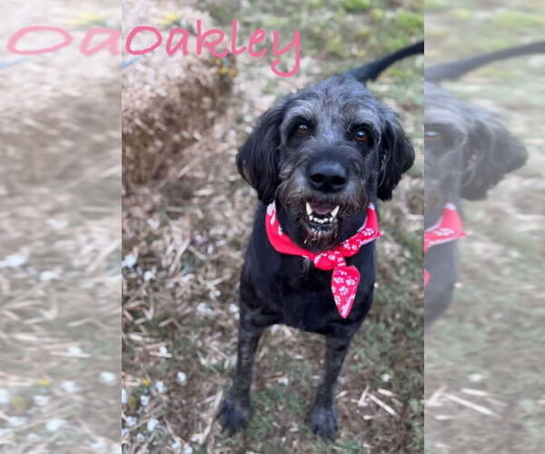 Medium Photo #4 Labrador Retriever-Unknown Mix Puppy For Sale in Conway, AR, USA