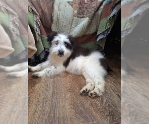 Aussiedoodle-Australian Shepherd Mix Litter for sale in LEWISBURG, KY, USA