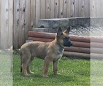 Small #1 German Malinois