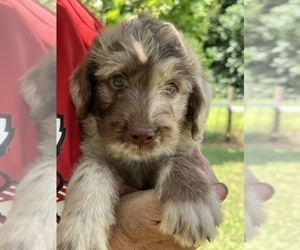 Labradoodle Puppy for sale in LEXINGTON, GA, USA