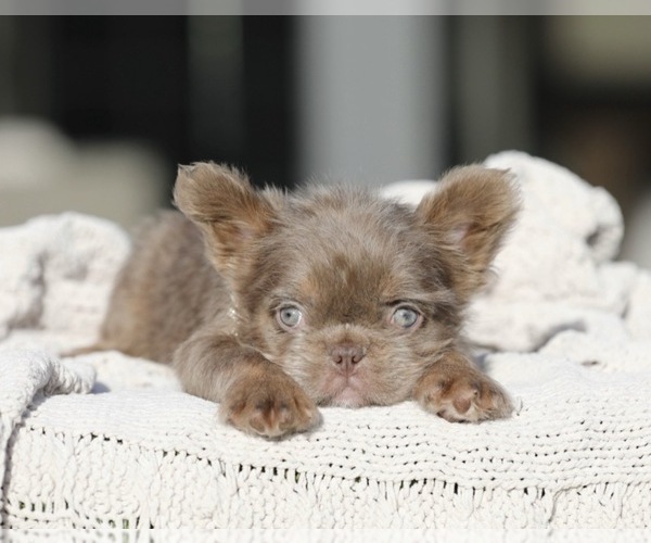 Medium Photo #4 French Bulldog Puppy For Sale in DENVER, CO, USA