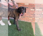 Small #4 Mastiff