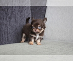 Small Photo #5 Chihuahua Puppy For Sale in EMPIRE STATE, NY, USA