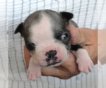 Puppy Dent Boston Terrier