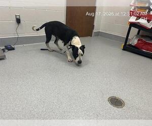 American Pit Bull Terrier Dogs for adoption in Ocala, FL, USA