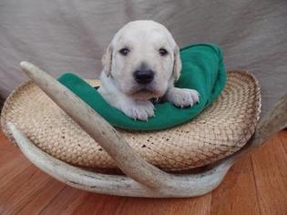 Goldendoodle Puppy for sale in CLINTON, OH, USA