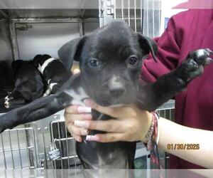 American Pit Bull Terrier Dog for Adoption in Oklahoma City, Oklahoma USA