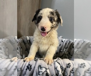 Australian Shepherd Puppy for sale in NEW YORK MILLS, MN, USA