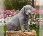 Small #2 Labrador Retriever