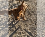 Small Photo #15 Rhodesian Ridgeback Puppy For Sale in MORONGO VALLEY, CA, USA