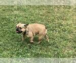 Small Photo #27 French Bulldog Puppy For Sale in BAKERSFIELD, CA, USA