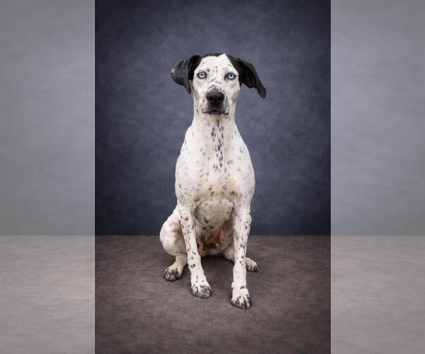 Medium Photo #12 Dalmatian-German Shorthaired Pointer Mix Puppy For Sale in Rockwall, TX, USA