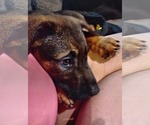 Small #9 Mutt