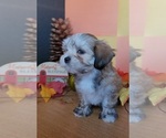 Small #2 Lhasa Apso