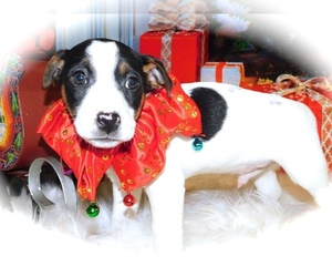 Jack-Rat Terrier Puppy for sale in HAMMOND, IN, USA