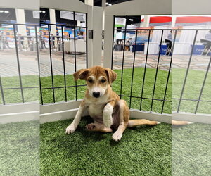Unknown-pomeranian spitz Mix Dogs for adoption in Sanford, FL, USA