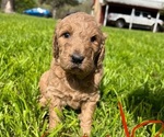 Small Photo #6 Goldendoodle Puppy For Sale in WEATHERFORD, TX, USA