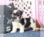 Small #1 Havanese