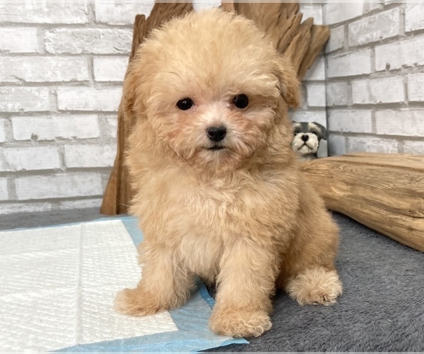 Medium Photo #2 Poodle (Toy) Puppy For Sale in CHICAGO, IL, USA