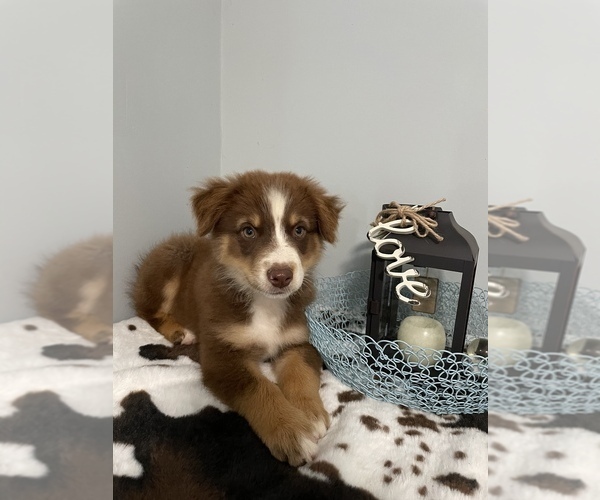 Medium Photo #6 Miniature Australian Shepherd Puppy For Sale in NOBLE, MO, USA