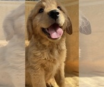 Small Golden Retriever