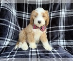 Small #5 Cavapoo (Miniature)