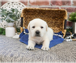Small #1 Labrador Retriever