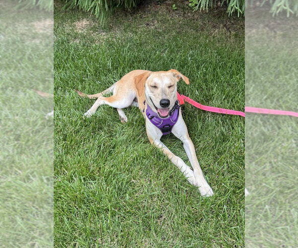 Medium Photo #7 Carolina Dog-Labrador Retriever Mix Puppy For Sale in Greenbelt, MD, USA