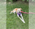 Small #6 Carolina Dog-Labrador Retriever Mix