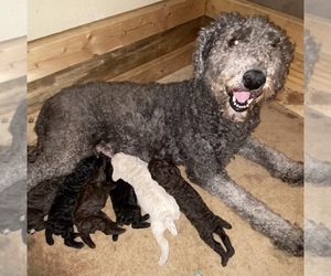 Father of the Poodle (Standard) puppies born on 10/30/2021