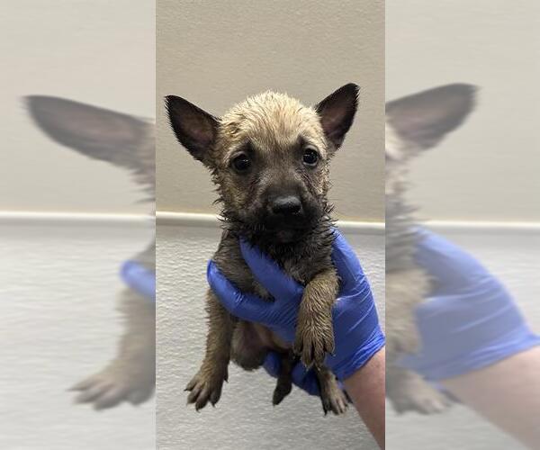 Medium Photo #1 Mutt Puppy For Sale in HESPERIA, CA, USA