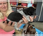 Small Photo #2 German Shorthaired Pointer Puppy For Sale in HEWITT, MN, USA