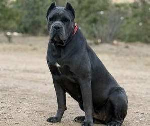 Mother of the Cane Corso puppies born on 07/16/2026