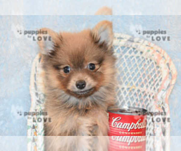 Medium Photo #12 Pomeranian Puppy For Sale in SANGER, TX, USA