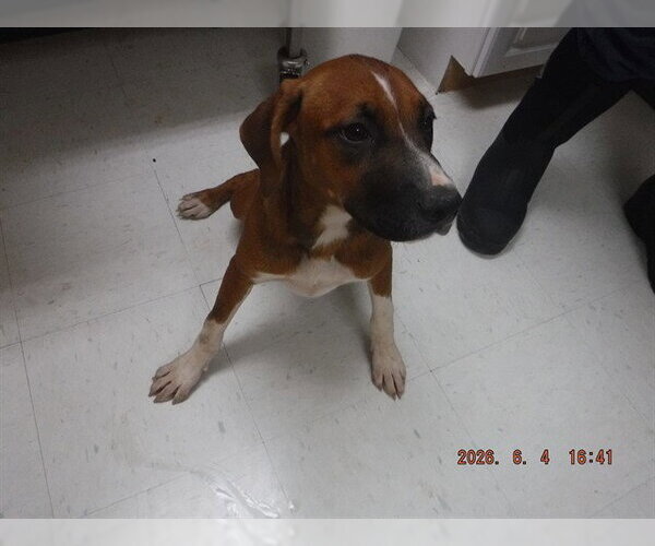 Medium Photo #1 Rhodesian Ridgeback-Unknown Mix Puppy For Sale in Oroville, CA, USA
