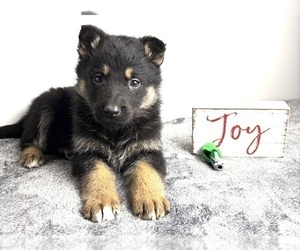 German Shepherd Dog Puppy for sale in INDIANAPOLIS, IN, USA