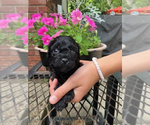 Small #3 Cocker Spaniel-Poodle (Miniature) Mix