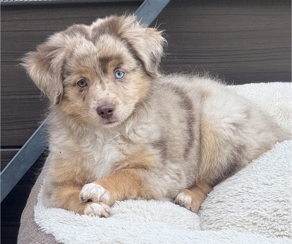 Medium Photo #6 Miniature Australian Shepherd Puppy For Sale in FORT MYERS, FL, USA
