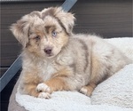 Small #5 Miniature Australian Shepherd