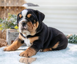 Puppy Eva Beabull-English Bulldog Mix