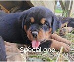 Small Rottweiler