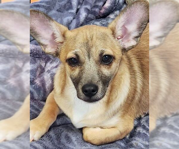 Medium Photo #5 Chiweenie Puppy For Sale in Tustin, CA, USA
