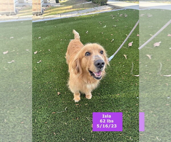 Medium Photo #7 Golden Retriever Puppy For Sale in West Hollywood, CA, USA