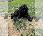 Small #5 Cockapoo (Miniature)