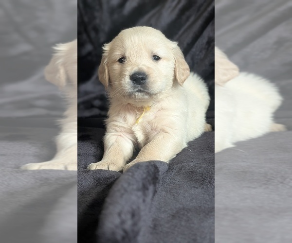 Medium Photo #1 Golden Retriever Puppy For Sale in MODESTO, CA, USA
